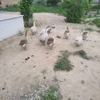 غاز|حیوانات مزرعه|گنبد کاووس, |دیوار