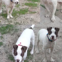 پیتبول ماده اصیل