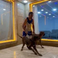 سگ گریت دین