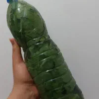 برگ‌دلمه شور شده آماده