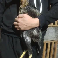 لاری|حیوانات مزرعه|بندر ترکمن, |دیوار