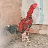 دو عددمرغ لاری و یک عدد خروس لاری و یک جوجه|حیوانات مزرعه|اسلام‌شهر, شهرک امام حسین (میان آباد)|دیوار
