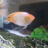 آکواریوم ۸۰ سانتی و ماهی