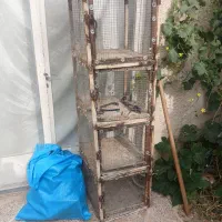 کبوتر جفت کن