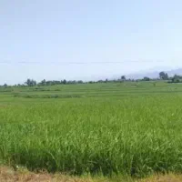 دوقطعه-زمین-با-کاربری-باغی-کشاورزی-قیمت-مناسب