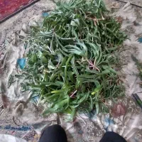 والک اصل درجه یک