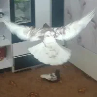 کبوتر کله سرخ