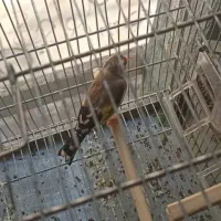 سه عدد سهره|پرنده|شیراز, سیاه سنگ|دیوار