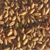 فروش یک تن گندم بذر رقم باران بوجاری شده