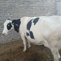 گاو سیمینتال با گوساله،گاو آبستن،گوساله نر|حیوانات مزرعه|تربت‌حیدریه, پایانه مسافربری تربت حیدریه|دیوار
