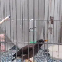 جوجه مرغ مینا