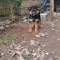 ژرمن شولاین|سگ|آستانه اشرفیه, |دیوار