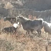 تکه پاکستانی دورگه مخصوص|حیوانات مزرعه|نیمبلوک, |دیوار