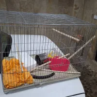 قفس دوتادرحدنونوبزرگ