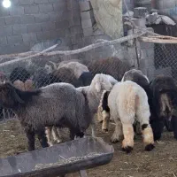 بره نر پرواری