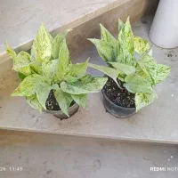 باباادم|گل و گیاه طبیعی|نیشابور, شهید بهشتی|دیوار