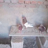 کبوتر کله ای|پرنده|گوگان, |دیوار