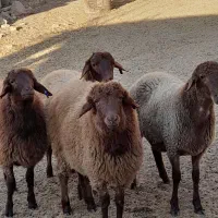 هترو فروشی بره نر هترو