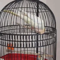 عروس هلندی جفت|پرنده|مشهد, رستگار|دیوار