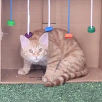 گربه گمشده|حیوانات|اصفهان, خانه اصفهان|دیوار