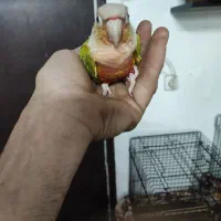 گرینچیک آناناسی دبل رد