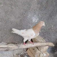 کبوتر کله ای