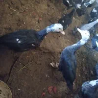 اردک اسرائیلی|حیوانات مزرعه|صحنه, |دیوار