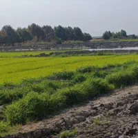 بذر فجر سوزنی درجه یک
