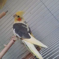 یک جفت عروس هلندی|پرنده|زاهدان, |دیوار