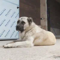 سگ نگهبان.سراب اصیل