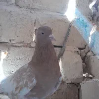 پرنده|پرنده|ششطراز, |دیوار