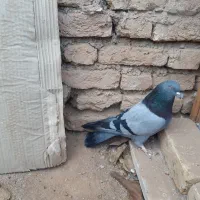 کبوترسبز|پرنده|شهرکرد, |دیوار