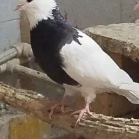 طوقی ماده