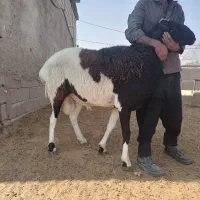 قوچ گله ای درشت هیکل وکشیده، سنگین وزن