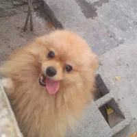 سگ پامر