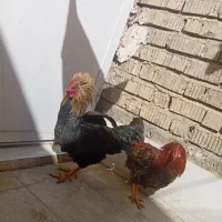 مرغ و خروس محلی|حیوانات مزرعه|شیراز, کوشک میدان|دیوار