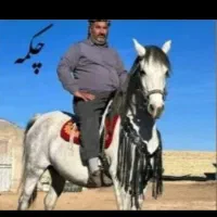 نریان کرد دو ساله|اسب و تجهیزات اسب‌سواری|رزن, |دیوار