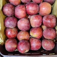 سیب درج یک|عمده‌فروشی|اهر, |دیوار