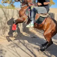 نریان سواری دار به قیمت