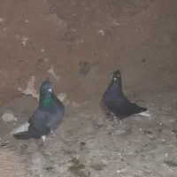 دو جفت دم سفید تمیز