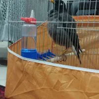 مرغ مینا سخنگو