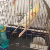 عروس هلندی گمشده