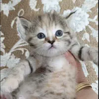 گربه بریتیش