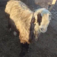 قوچ|حیوانات مزرعه|فیروزآباد (فارس), |دیوار