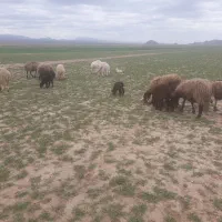 تعداد  ۸ راس میش زاییده جوان و ۱میش آبستن