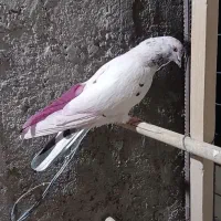 کبوتر پرشی|پرنده|محمدشهر, کوی بهار|دیوار