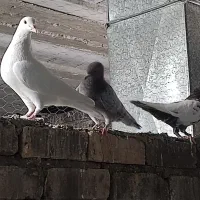 تعدادی کبوتر|پرنده|شیراز, شهرک مهرگان|دیوار