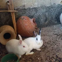 خرگوش معمولی و دورگ جرسی