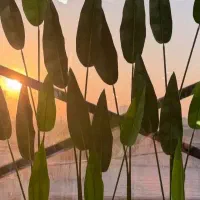 گواهینامه پیدا شده