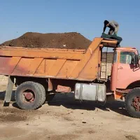 کودگاوی گوسفندی